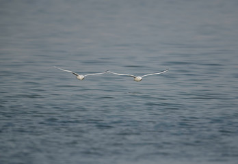 Sender-billed seagulls in flight at Busaiteen coast of Bahrain