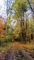 autumn in the countryside