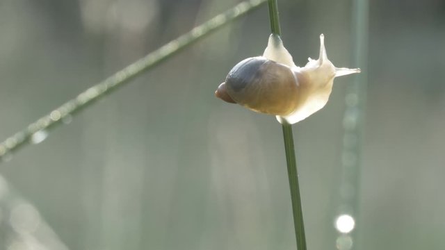 Schnecke auf Grashalm