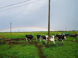 krowy na trawie, tęcza