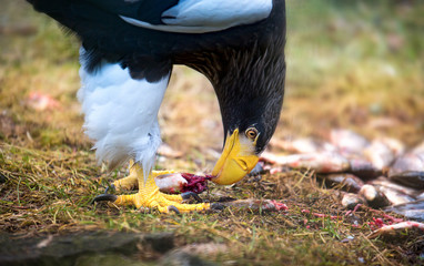 Steller's sea eagle Haliaeetus pelagicus bird of prey eats prey meat eating fish
