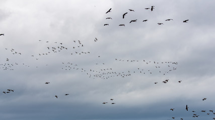 Canada gooses and snow gooses flying on the Saint-Laurent gulf in Canada, beautiful landscape in autumn in a fjord