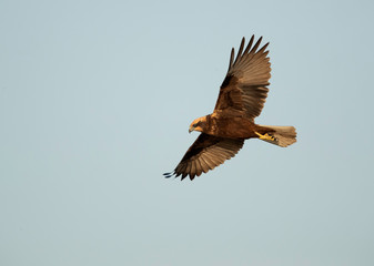 Eurasian Marsh harrier in flight at Asker Marsh, Bahrain