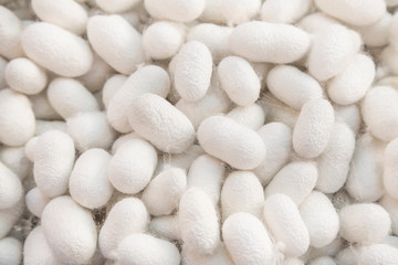 Fototapeta na wymiar white silkworm cocoons as a background