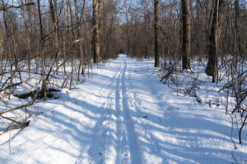 ski trail in a snowy forest, selective focus