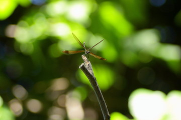 FLy