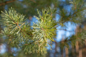 Pine branch with green needles grows in the forest, closeup.