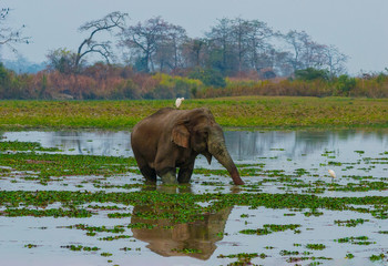 An elephant with a white heron on its back in a lake covered with green leaves.