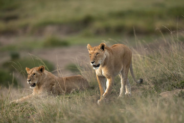 Lion cubs resting in the grasses of Savannah, Kenya