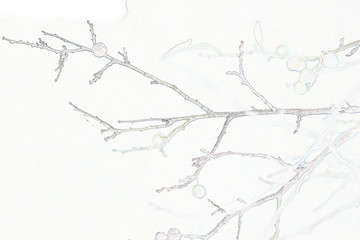 wild plum branches