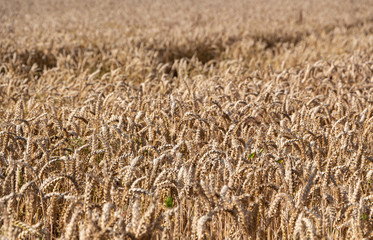 Field of barley in Brittany during summer
