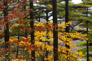 Yellow and red Fall foliage in a forest of pines on Huangshan Mountain China