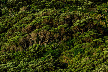 View of green manuka and pohutukawa trees covering hill slope
