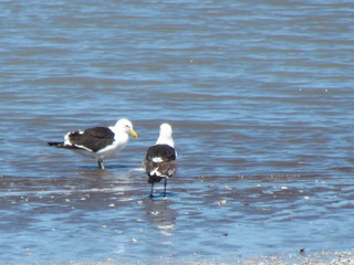seagulls on the beach - Monte Hermoso - Argentina