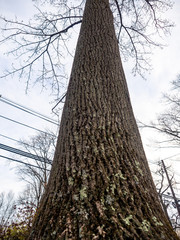 Fototapeta premium looking up from base of tree trunk in winter