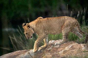 Lion cub on the rock, Masai Mara