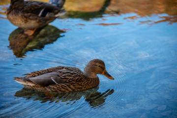 Duck in the lake