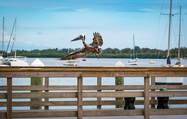 Brown Pelican at Pier in Bradenton Florida
