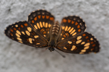 Brown with yellow dots butterfly
