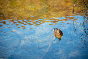 Duck in the lake