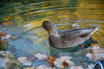 Duck in the lake