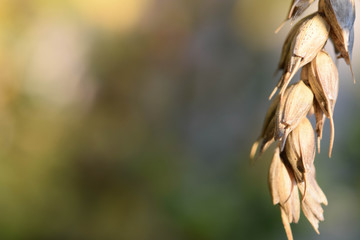 Close up of a golden ripe of wheat in a summer field.
