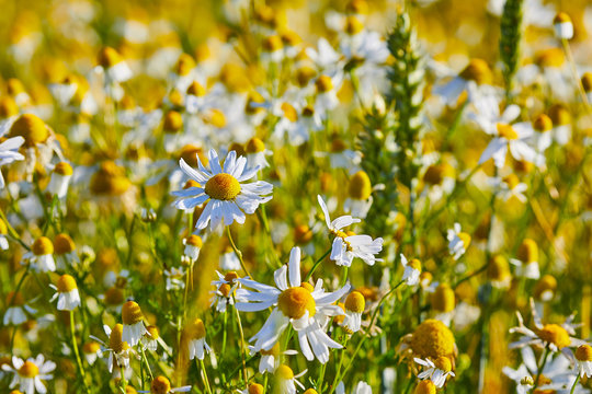 Kamille 이미지 – 찾아보기 479,878 스톡 사진, 벡터 및 비디오 | Adobe Stock