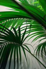 Abstract background of fresh green palm leaves. Greenery in the office, scenery. Palm leaves on a white background.