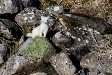 Ermine (Mustela erminea) with its characteristic winter white skin, perched on a stone wall