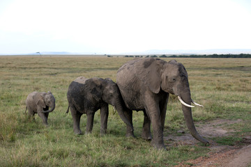 Naklejka na ściany i meble Elephants at Masai Mara reserve, Kenya