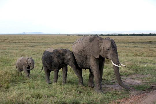 Elephants at Masai Mara reserve, Kenya