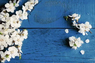 Frühlingskirschblüte auf blauem hölzernem Hintergrund. © Nelli Kovalchuk