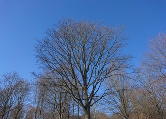 shining sun and blue sky with beautiful tree