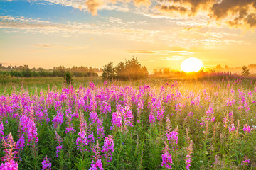 amazing rural landscape with sunrise  and  blossoming meadow