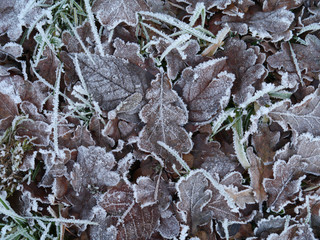 frostige Blätter im Winter