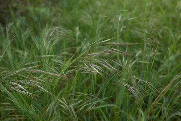Fototapeta premium Bromus sterilis