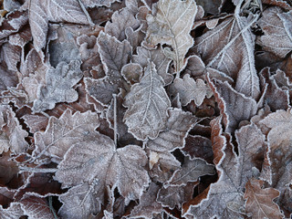 frostige Blätter im Winter