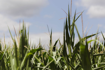Corn stalks harvest lake summer, tops