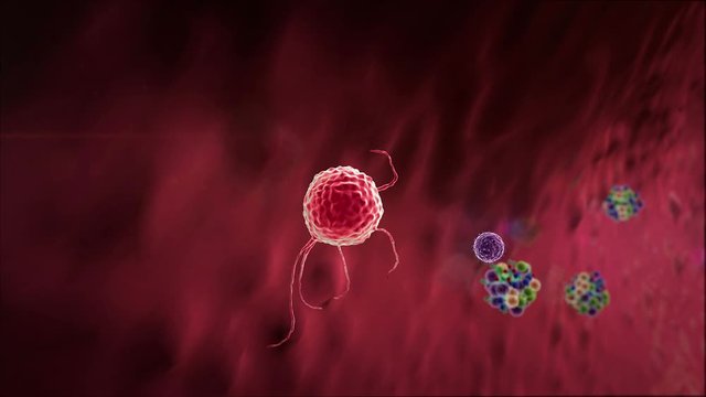 antibodies attack the coronavirus, virus cell and Lymphocytes, T-lymphocytes attack a migrating viruses, virus attacked by lymphocytes, Macrophage attack of the viruses