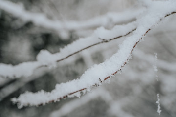 branch of a tree covered with snow