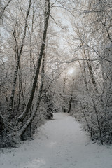 road in winter forest