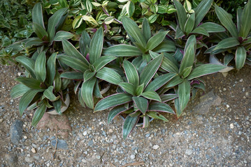 Tradescantia spathacea