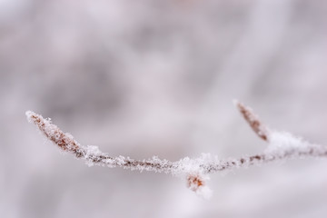 Closeup view of winter snow covered beech twig