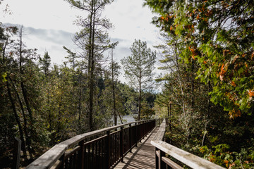 Guelph conservation area forest and pines