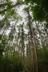Fototapeta premium Pine trees wide angle fisheye forest green