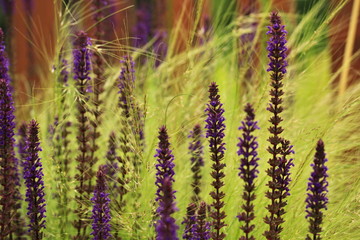 Stipa Tenuissima and Salvia Nemorosa "Caradonna"