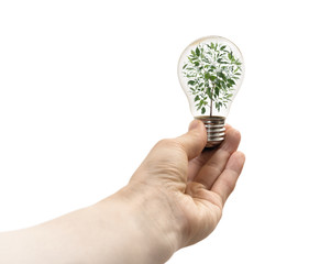 Concept of renewable energy. Light bulb with houseplant inside in woman hand. On white isolated background. Image