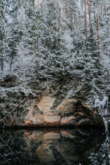 wood in forest