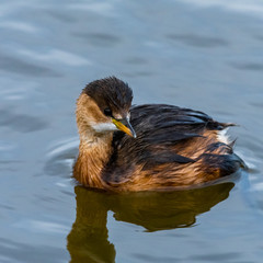 Baby duck on lake
