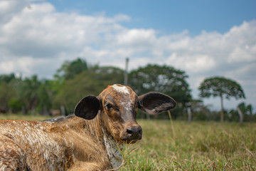 Zebu cattle. little calf stands in a green meadow